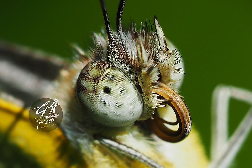 Macro Photography // Geoff Rankin photography, graphic design, music